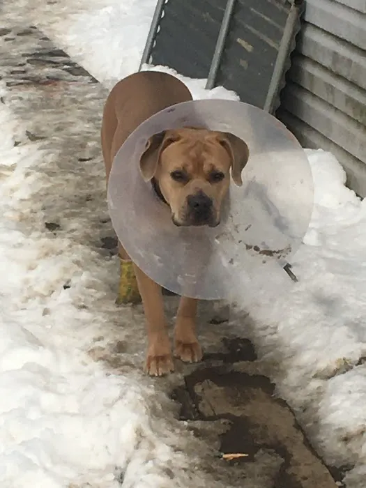 North Central West Virginia Veterinary Emergency Clinic Picture 5