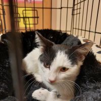 North Central West Virginia Veterinary Emergency Clinic ico