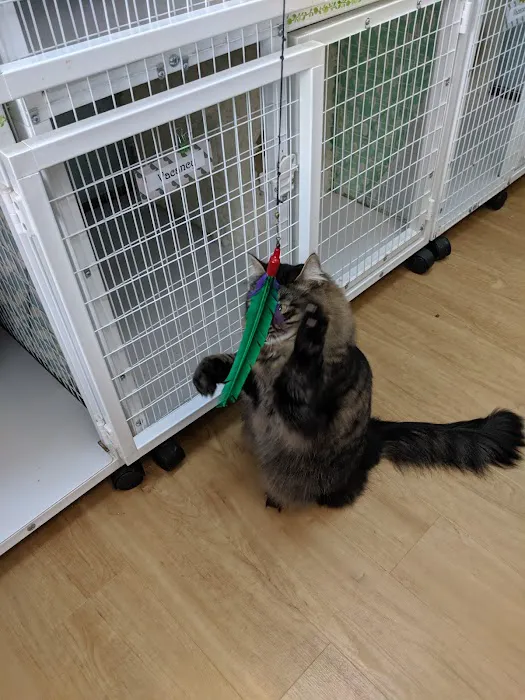 The Whole Cat and Kaboodle Picture 8