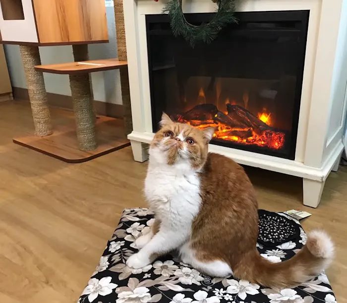 The Whole Cat and Kaboodle Picture 6