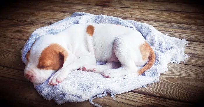 Hickman Run Animal Hospital Picture 4