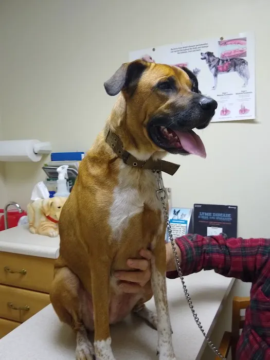 Hickman Run Animal Hospital Picture 3