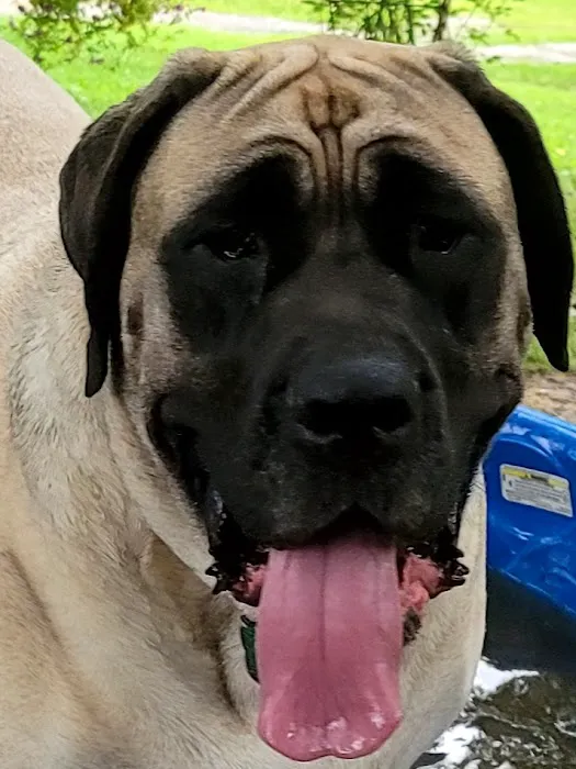 Hickman Run Animal Hospital Picture 9