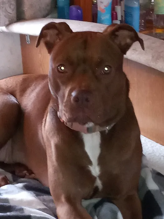 Hickman Run Animal Hospital Picture 8