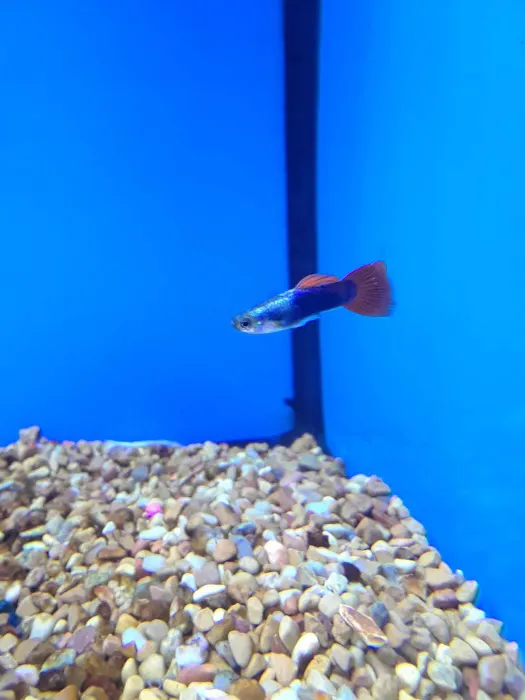 Petco Picture 8