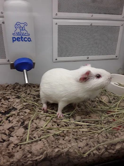 Petco Picture 9