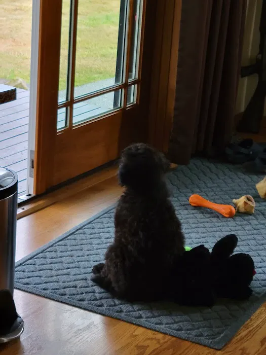 Cascade Standard poodles Picture 2