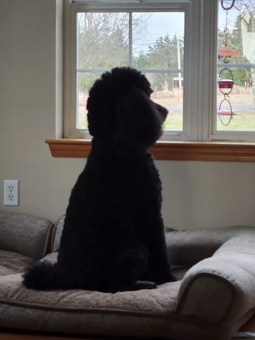 Cascade Standard poodles Picture 1
