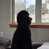Cascade Standard poodles ico
