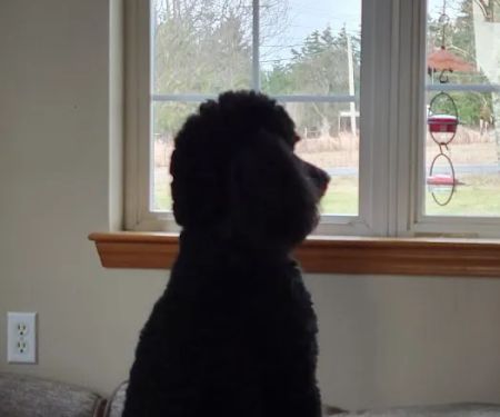 Cascade Standard poodles