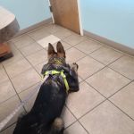 Middletown Animal Clinic Inc