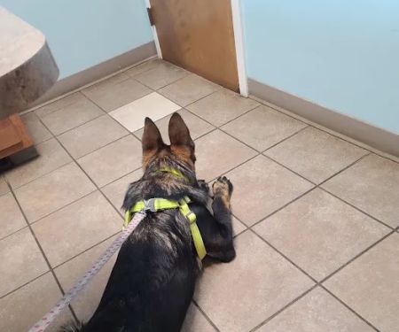 Middletown Animal Clinic Inc
