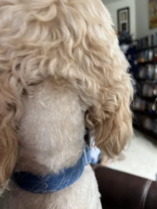 Petco Picture 4