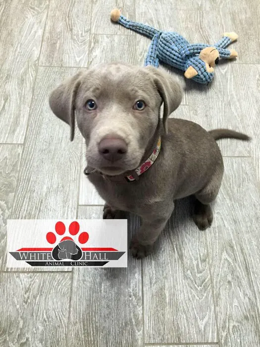 White Hall Animal Clinic Picture 1