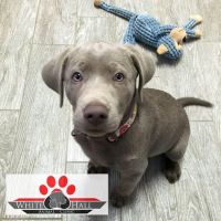 White Hall Animal Clinic ico