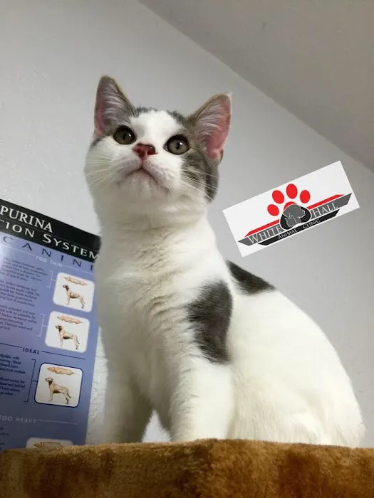 White Hall Animal Clinic Picture 4