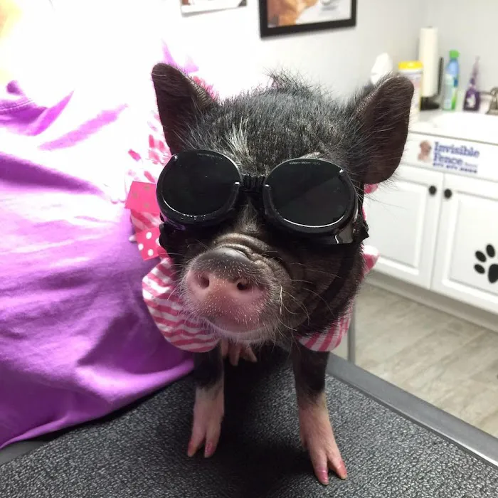 White Hall Animal Clinic Picture 10