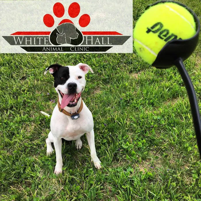 Dr. Amanda Hartman, DVM at White Hall Animal Clinic Picture 1