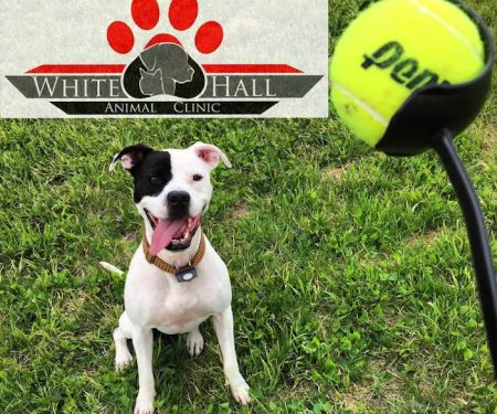 Dr. Amanda Hartman, DVM at White Hall Animal Clinic