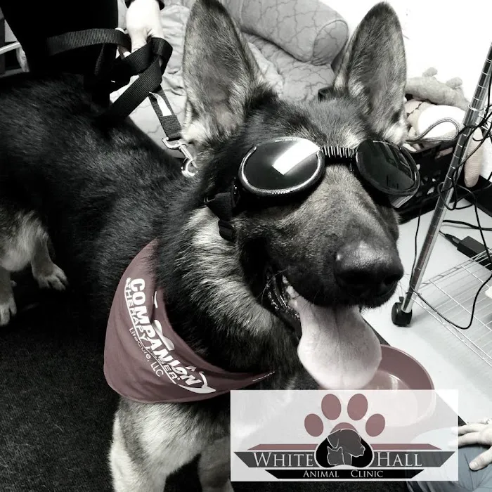 Dr. Amanda Hartman, DVM at White Hall Animal Clinic Picture 10