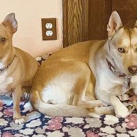 Clover Farm Veterinary Service ico