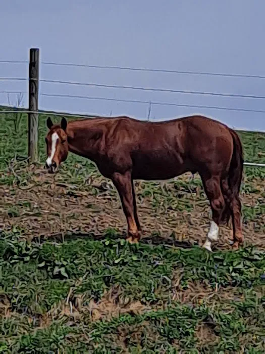 Sandy Plains Equine Center Picture 1