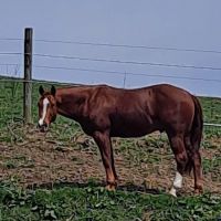 Sandy Plains Equine Center ico