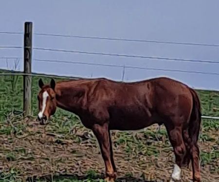 Sandy Plains Equine Center