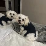 Monongahela Animal Hospital