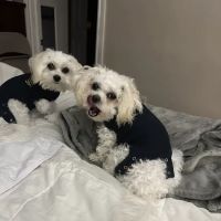 Monongahela Animal Hospital ico