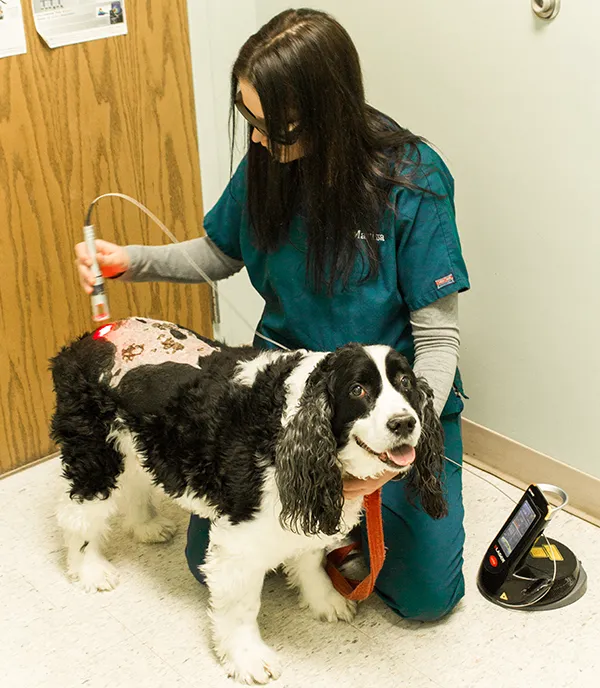 Monongahela Animal Hospital Picture 5