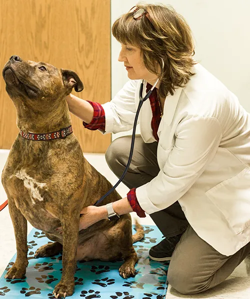 Monongahela Animal Hospital Picture 6