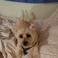 Country Pet Shoppe ico