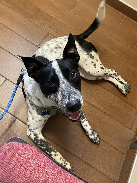 Affordable Care Vet Clinic Picture 1