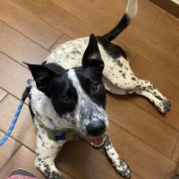 Affordable Care Vet Clinic ico