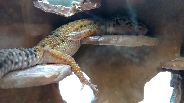 Petco Picture 5