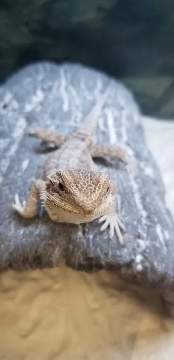 Petco Picture 8