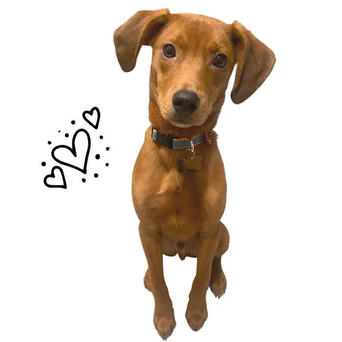 Vetco Total Care Animal Hospital Picture 9