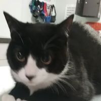 Family Pet Clinic ico
