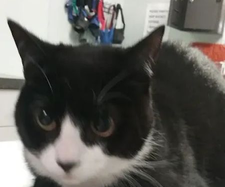 Family Pet Clinic