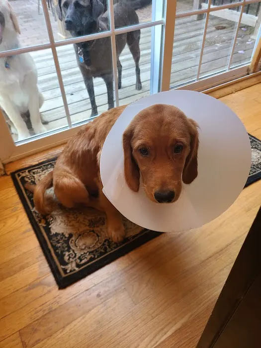 Long Island Animal Surgery Picture 1