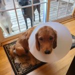Long Island Animal Surgery