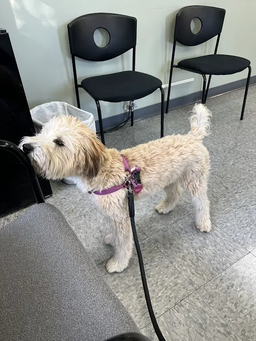 Long Island Animal Surgery Picture 7