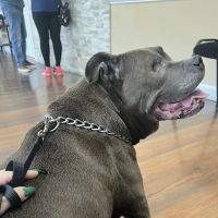 Veterinary Outpatient Treatment Center ico