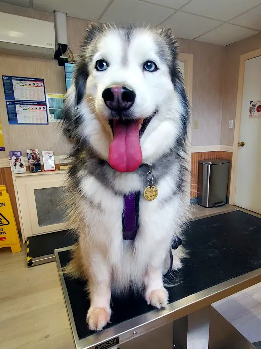 Patchogue Animal Hospital Picture 4