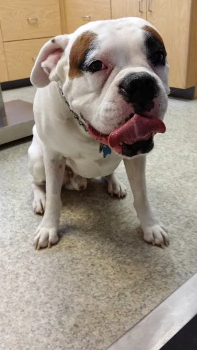Patchogue Animal Hospital Picture 5