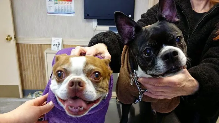 Patchogue Animal Hospital Picture 1