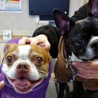 Patchogue Animal Hospital ico