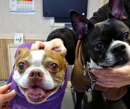 Patchogue Animal Hospital