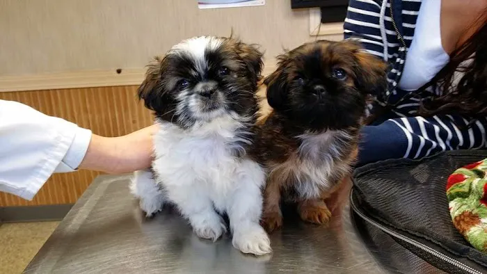 Patchogue Animal Hospital Picture 6